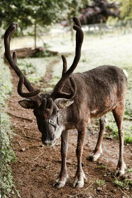 Dartmoor Zoological Park - Plymouth - Upcoming Events & Tickets